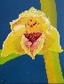 Epipactis Provincialis